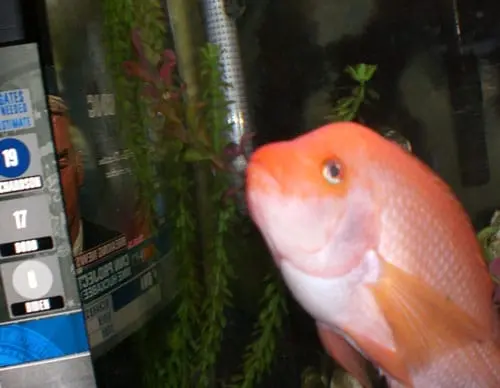 Hercules, an orange-and-white aquarium fish, next to a television screen